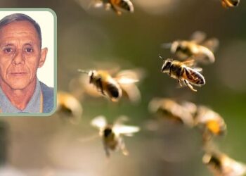 Morador de Fátima do Sul morre após ataque de abelhas em MT
