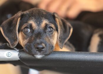 Convívio com animais e ações educativas ensinam a combater violência