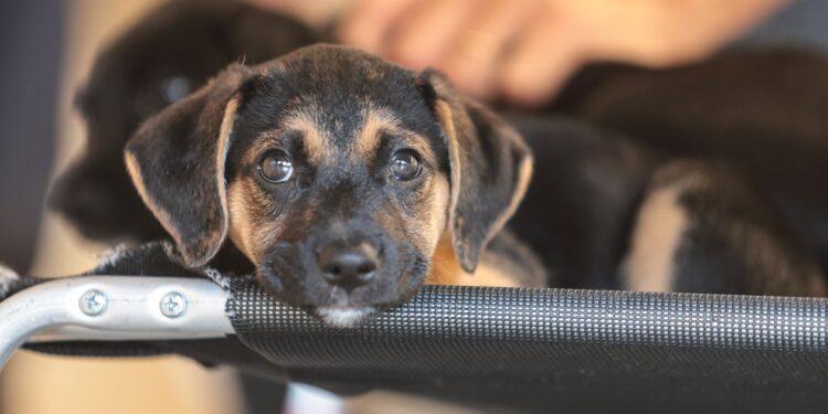 Convívio com animais e ações educativas ensinam a combater violência