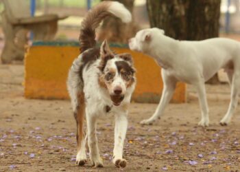 Exposição a multidões no carnaval traz riscos à saúde dos animais