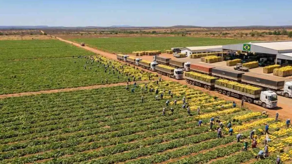 Exportação de melão brasileiro atinge recorde histórico em 2025, com 283 mil toneladas embarcadas e faturamento de US$ 231 milhões.