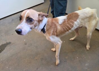 Polícia Civil prende homem por maus-tratos a animais em Anastácio