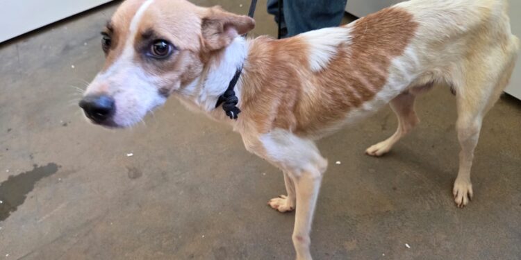 Polícia Civil prende homem por maus-tratos a animais em Anastácio