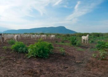 MPMS investiga possível desmatamento ilegal no Pantanal