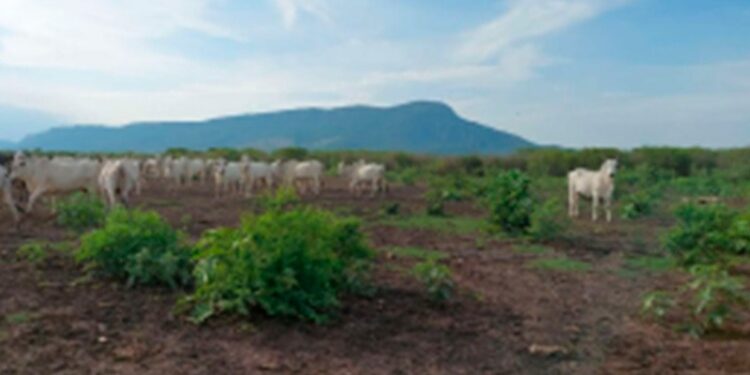 MPMS investiga possível desmatamento ilegal no Pantanal