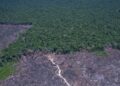 Amazônia Legal: desmatamento prevalece em torno de áreas protegidas