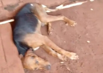 Dezenove cães são resgatados em situação de maus-tratos em Nova Alvorada do Sul
