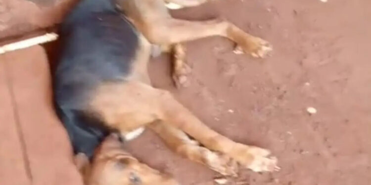 Dezenove cães são resgatados em situação de maus-tratos em Nova Alvorada do Sul