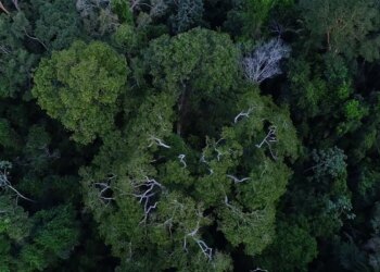 Floresta Amazônica está mais resistente à seca, diz estudo da UFMG