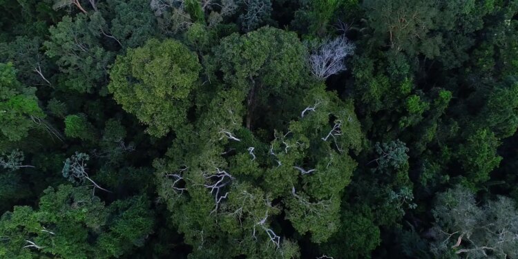 Floresta Amazônica está mais resistente à seca, diz estudo da UFMG