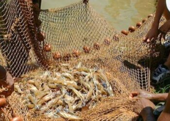 Governo cancela mais de 76 mil licenças de pescadores profissionais