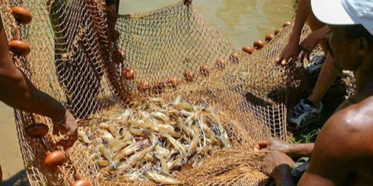 Governo cancela mais de 76 mil licenças de pescadores profissionais