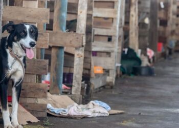 Lei endurece punições e reacende debate sobre maus-tratos a animais