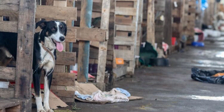 Lei endurece punições e reacende debate sobre maus-tratos a animais