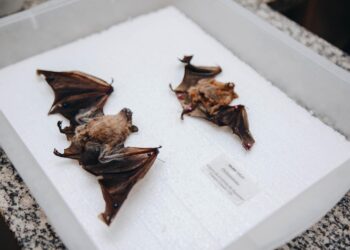 Morcego com raiva é registrado em área urbana de Campo Grande