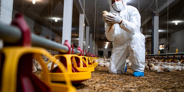 Publicada lei resultante da MP que destina R$ 83,5 mi para sanidade agropecuária