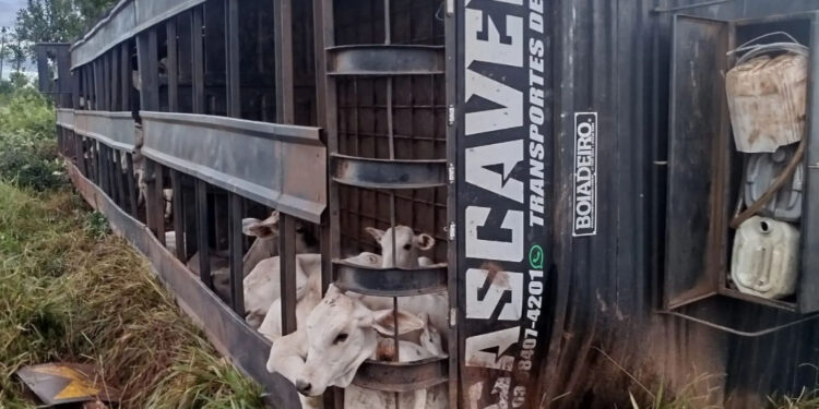 Acidente mata caminhoneiro e espalha bois na BR-158