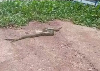 Sucuri de cinco metros é capturada em bairro de Corumbá