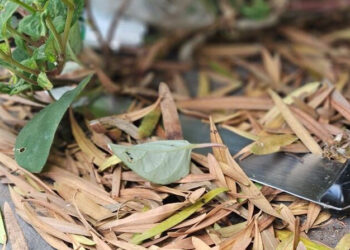 Morador é esfaqueado após invasão de residência em Nova Andradina