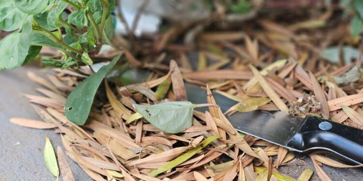 Morador é esfaqueado após invasão de residência em Nova Andradina