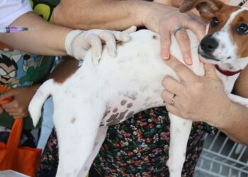 Senado aprova Estatuto dos Cães e Gatos