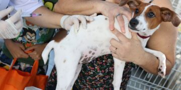 Senado aprova Estatuto dos Cães e Gatos