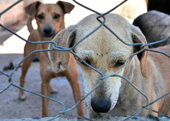 Senadores querem endurecer punição para maus-tratos a animais