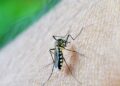 Tocantins tem aumento dos casos de dengue em 2026
