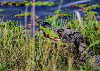 Governo de MS abre segunda chamada do Fundo Clima Pantanal