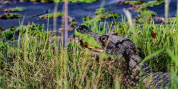 Governo de MS abre segunda chamada do Fundo Clima Pantanal