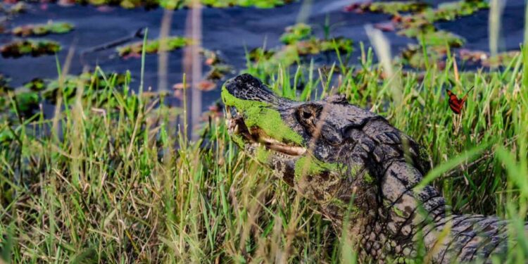 Governo de MS abre segunda chamada do Fundo Clima Pantanal