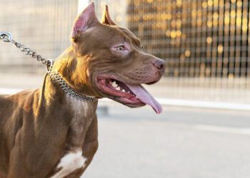 Homem é brutalmente dilacerado por pitbull em Campo Grande