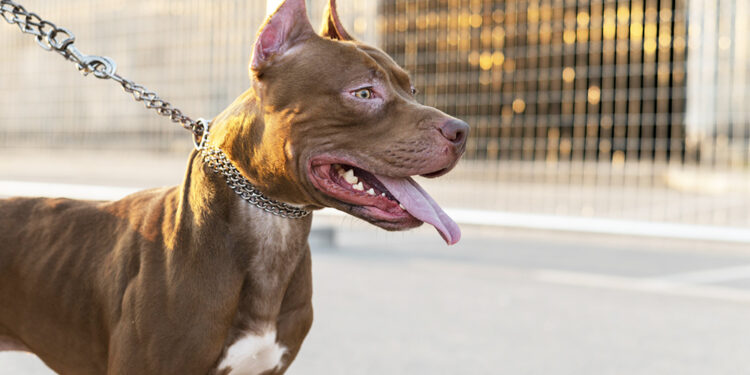 Homem é brutalmente dilacerado por pitbull em Campo Grande