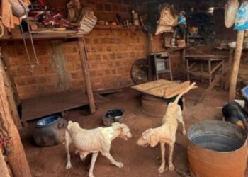 Homem é detido por maus-tratos a 18 cães em Nova Alvorada do Sul