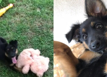 Caso de cachorro envenenado: vizinho terá audiência em Amambai