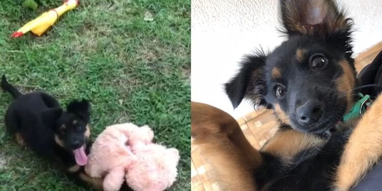 Caso de cachorro envenenado: vizinho terá audiência em Amambai