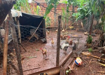 Polícia Civil prende homem por poluição ambiental em Campo Grande