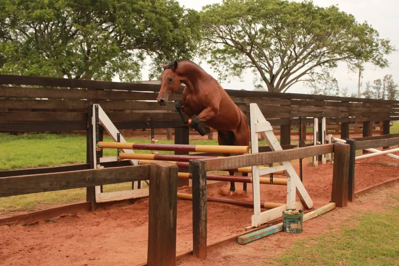 Coudelaria de Rincão cria raças como brasileiro de hipismo, puro-sangue inglês, bretão e cavalo crioulo para uso militar, esportivo e de patrulhamento.