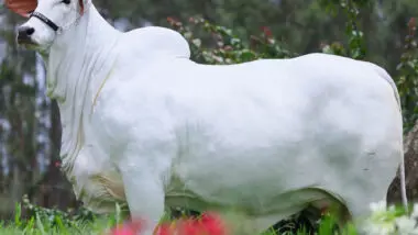 vaca Carina, a mais cara do mundo