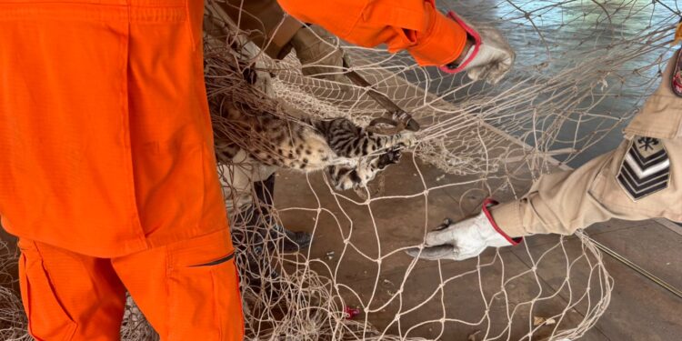 VÍDEO: Bombeiros resgatam gato preso em rede de poliesportivo em Corumbá