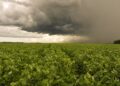 Chuvas irregulares impactam lavouras e preocupam produtores em MS