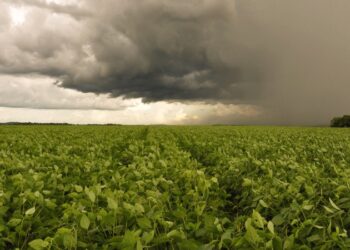 Chuvas irregulares impactam lavouras e preocupam produtores em MS
