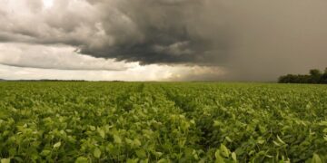 Chuvas irregulares impactam lavouras e preocupam produtores em MS