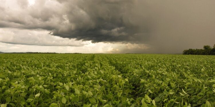 Chuvas irregulares impactam lavouras e preocupam produtores em MS