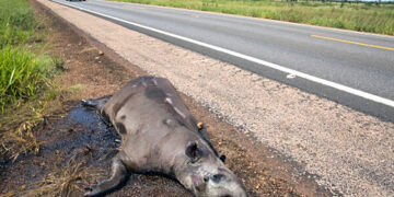 Justiça avalia indenização por mortes de antas e pessoas na MS-040