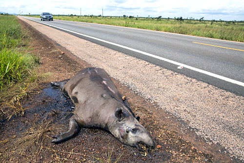 Justiça avalia indenização por mortes de antas e pessoas na MS-040