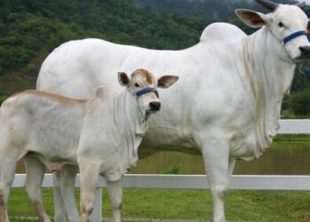 Bezerros sobem de preço e arroba do boi gordo permanece estável no mercado
