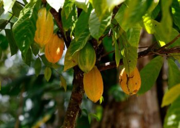 Brasil é destaque em encontro mundial da indústria do cacau