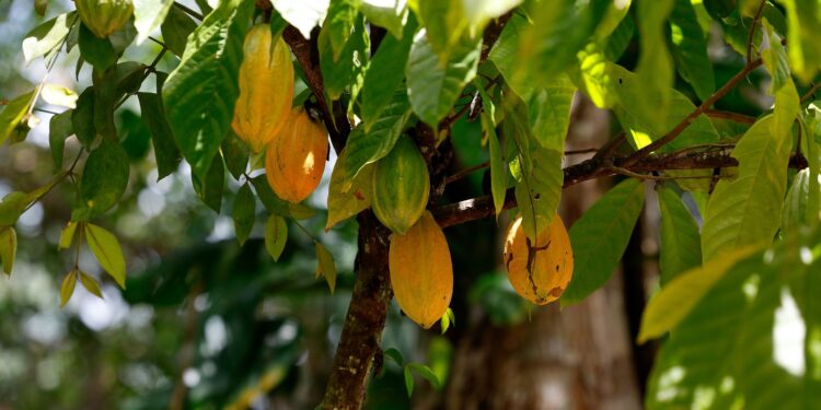 Brasil é destaque em encontro mundial da indústria do cacau