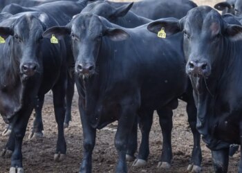 CMN reduz juros de financiamentos a cooperativas rurais pelo Pronaf